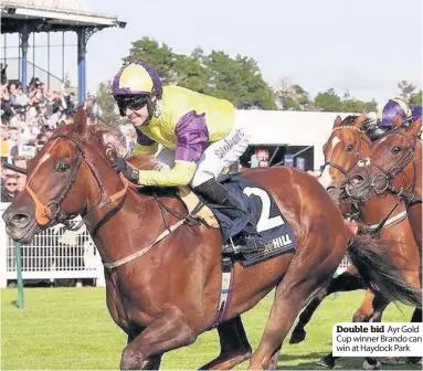  ??  ?? Double bid Ayr Gold Cup winner Brando can win at Haydock Park