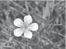  ??  ?? Richardson's geranium