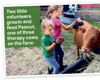  ??  ?? Tw o l it tl e volunteers groom and feed Peanut, one of three therapy cows on the farm