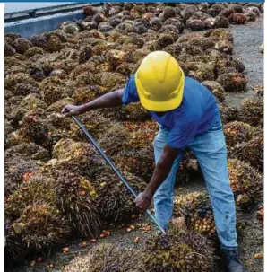  ?? BLOOMBERG PIC ?? LMC Internatio­nal managing director James Fry says he expects Malaysia’s crude palm oil production to come in below 19.5 million tonnes this year.