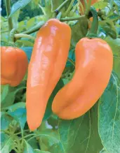  ?? PROVEN WINNERS ?? Seedless fruit of the Pepper Pots Sugar Kick plant, new for 2023.