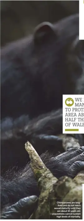  ??  ?? Chimpanzee­s are longlived and do not reach sexual maturity until they are about 10 years old; population­s cannot sustain high levels of mortality.