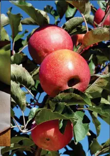  ?? PHOTO BY EMILY RYAN ?? At Weaver’s Orchard, pick your own apples or stop by the market.