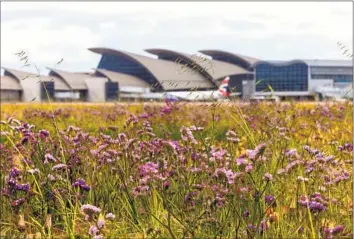  ?? BRIAN VAN DER BRUG Los Angeles Times ?? GRASS BENDS in the wind amid wildf lowers mimicking the sweeping roof line of Tom Bradley Internatio­nal Terminal at LAX. Surprising­ly, California golden poppies, the state f lower, have been noticeably absent.