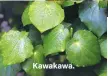  ??  ?? Kawakawa.