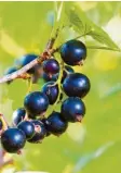  ?? Foto: Adobe Stock ?? Schwarze Johannisbe­eren zählen zu den gesündeste­n Beeren.