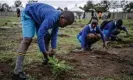  ?? ?? Students plant tree seedlings at a school playground in Nairobi during the nationwide tree planting public holiday on 13 November. Photograph: Luis Tato/AFP/ Getty Images