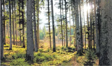  ?? FOTO: LARISSA SCHÜTZ ?? Wenn das Licht richtig fiel, boten sich den Räten tolle Waldblicke, wie hier in der Trossinger Eglishalde.