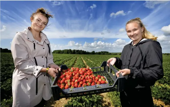  ?? Bild: ANNIKA KARLBOM ?? POPULÄRA BÄR. Amanda Andersson och Tilda Ullstadius på Munkagårds Egendom erbjuder jordgubbar till midsommar. Men självplock­et fick öppna tidigare i år.