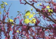  ??  ?? Chinese Red Bud blooms at the Memphis Botanic Garden on March 29.