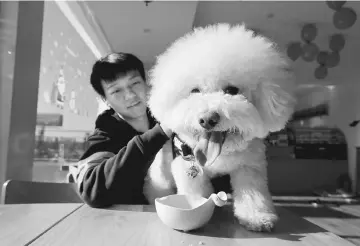  ??  ?? Pet dog Hawke is pictured after its lunch on a table in a restaurant for pet dogs at Cute Beast Pet Resort in Beijing. — Reuters photo