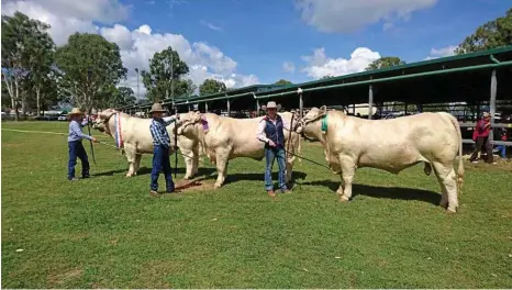  ?? PHOTO: CONTRIBUTE­D ?? NICE OFFERING: Showing off some of the stock available at the Coolabunia Classic this year are (from left) Hunter Haynes with River Run Larrikin, Angus Haynes with River Run Lawman and Summar Haynes with River Run Lone Ranger.