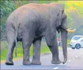  ?? HT ?? The elephant spotted near Tedhipuliy­a area near Haridwar.