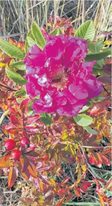  ??  ?? Ruth Boudreau came across this late blooming rose near Florence Beach, Cape Breton. N.S.