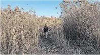  ?? TORSTAR FILE PHOTO ?? This Pickering wetland is subject to an MZO. It will be destroyed to make room for a distributi­on centre, Doris Clayton writes.