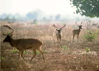  ?? — AFP ?? Species at risk: Deer roaming in the Shwe Settaw nature reserve in Magway region.