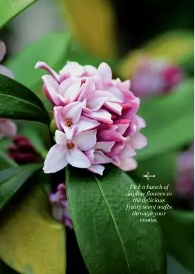  ??  ?? Pick a bunch of daphne flowers so the delicious fruity scent wafts through your rooms.