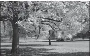  ?? ASSOCIATED PRESS ?? THIS UNDATED PHOTO provided by the Morton Arboretum in September 2012 shows blue ash trees (Fraxinus quadrangul­ata).