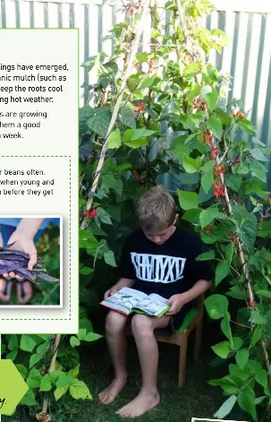 How to grow beans - PressReader