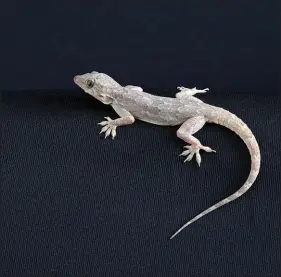  ?? SHIJI ULLERI/WISE MONKEYS PHOTOGRAPH­Y VIA THE NEW YORK TIMES ?? To evade predators, many lizards — such as this gecko — ditch their still-wiggling tails.