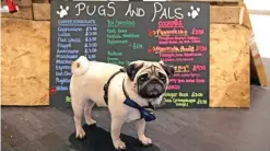  ??  ?? A pug dog stands in front of the menu bar.