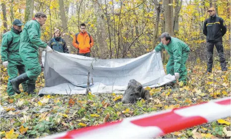  ?? FOTO: DPA ?? Proben für den Ernstfall im Kreis Biberach: Laut Agrarminis­ter Peter Hauk (CDU) ist gegen die Schweinepe­st „kein Kraut gewachsen“.