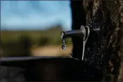  ?? ?? Maple sap drips from a spile into a bucket.