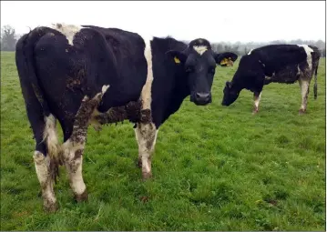  ??  ?? The first of John Heney’s cattle were turned out to grass on April 9 after a short-lived foray on March 24. He will be updating their progress with statistics and more photos over the summer.