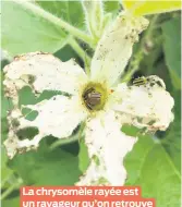  ??  ?? La chrysomèle rayée est un ravageur qu’on retrouve fréquemmen­t dans les potagers.