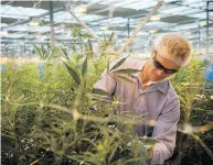  ?? TYLER ANDERSON / NATIONAL POST FILES ?? A worker tends to the crop at Canopy Growth’s Tweed Farms, one of the largest cannabis greenhouse­s in the world, in Niagara-on-the-lake, Ont.