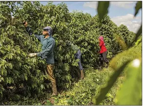  ?? Bloomberg Workers tend coffee plants on a plantation in Brazil early last year. Climate change is threatenin­g many wild species of coffee around the world, British researcher­s say. ??