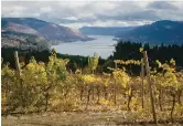  ??  ?? Vineyards perched above the majestic Columbia River — Ti Gong