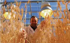  ??  ?? UQ Queensland Alliance for Agricultur­e and Food Innovation (QAAFI) senior research fellow Lee Hickey with wheat grown under extended light periods.