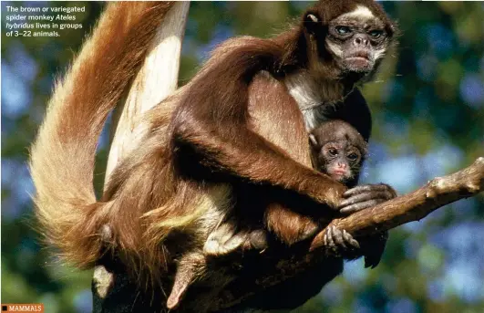  ??  ?? The brown or variegated spider monkey Ateles hybridus lives in groups of 3–22 animals.