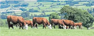  ??  ?? The Hereford Cattle Society aims to raise the profile of its meat product.