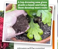  ??  ?? A top dressing now gives plants a boost and helps them develop more roots