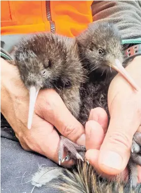  ?? Photo / Capital Kiwi Project ?? Two North Island brown kiwi.