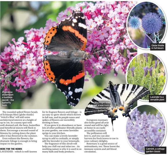  ??  ?? A vanessa atalanta on a buddleja davidii – the butterfly bush
You might even get a visit from a swallowtai­l butterfly
Globe thistle in full bloom
Lavender is a versatile plant
Catmint, a cottage garden classic