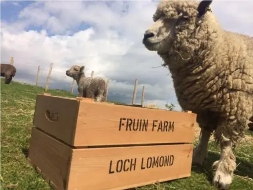  ??  ?? Meet the farm’s rare-breed animals after brunch