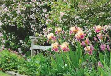  ??  ?? A floral hideaway: Kolkwitzia amabilis Pink Cloud with Iris Quechee and communis subsp byzantinus surround a well-placed bench Gladiolus