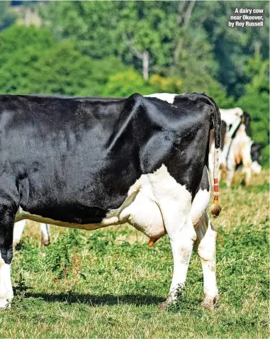  ?? ?? A dairy cow near Okeover, by Roy Russell