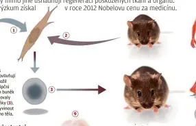  ??  ?? zkouMal geNy, které ovlivňují fuNkci buNěk. Když vložil čtyři vybraNé traNskripč­Ní faktory (1) do kožNích buNěk Myši (2), přeprograM­ovaly se Na „oMlazeNé“buňky (3), ze kterých se Může vyviNout i jiNý typ buNěk Myšího těla.