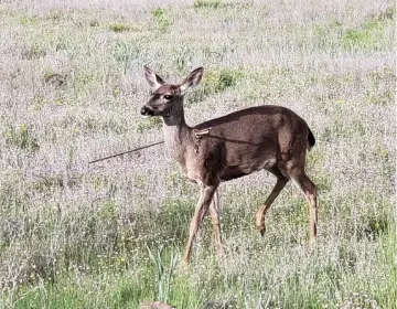  ?? — photo handout from Oregon State Police ?? State wildlife officials and law enforcemen­t are offering a reward for informatio­n leading to the arrest of whoever has been responsibl­e for a curious sight in the Oregon wilderness: Live deer roaming around with arrows stuck in them.