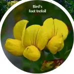  ??  ?? Bird’s foot trefoil