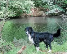  ?? PHOTOS: FAIRFAX NZ ?? Pat Dudley is shocked at landlords’ attitudes to dogs and is trying to find a dogfriendl­y house to rent in Hamilton for himself, his family, and his border collie, Blue.