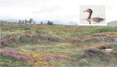  ??  ?? Carna Bog, Connemara, main picture, and inset, a grebe