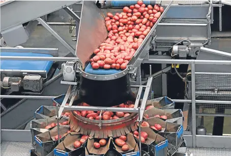  ??  ?? Rooster potatoes are processed at the Albert Bartlett plant in Airdrie.