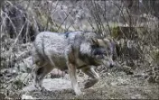  ??  ?? D’abord installés dans le nord du départemen­t, les loups descendent de plus en plus dans le Sud.