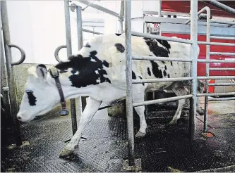  ?? SEAN KILPATRICK THE CANADIAN PRESS ?? A dairy cow leaves after being milked at a farm in Eastern Ontario on Wednesday. Dairy farmers say denting supply management in NAFTA talks would be “devastatin­g.”