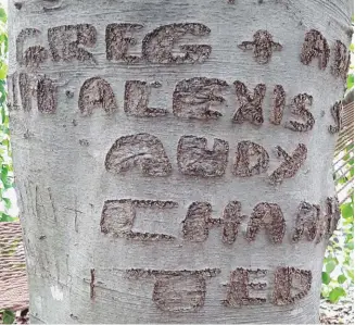  ?? ?? Above: Greg’s weeping beech, given to him 25 years ago by wife Abby, bears their names as well as those of their children, with grandkids being added as they arrive.